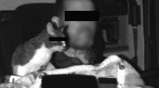 Mandat za kota na desce? Niemiecka policja właśnie udowodniła, że to możliwe!